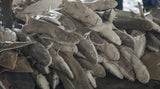 Rewilding Sharks