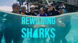 Rewilding Sharks