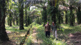 Deciphering Indonesia