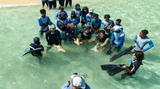 Rewilding Sharks
