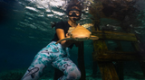 Rewilding Sharks