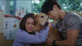 Furever Yours 宠他,还是爱我?