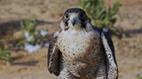 Gulf Falcons
