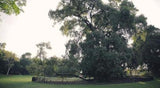 The Botanic Gardens - Stories & Secrets