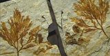 Four Winged Dinosaur