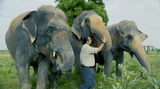 The Mass Extinction