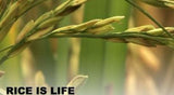 Rice Is Life 米饭生活