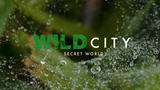 Wild City: Secret World