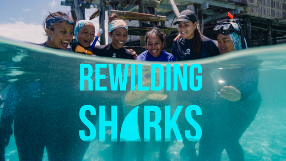 Rewilding Sharks