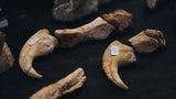 Bones Of Contention