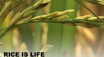 Rice Is Life 米饭生活